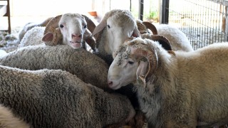 2026 kurbanlık fiyatları netleşmeye başladı! Büyükbaş ve küçükbaş ne kadar?