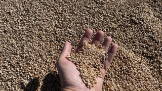 ABD ve Rusya buğday piyasasında fiyatlar yükseldi