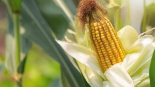 AB’de mısır ekim alanı 8 milyon hektarın altına inebilir