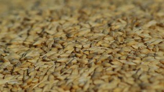 ABD’li Alıcılar Polonya’dan Buğday Satın Aldı: Yüksek Fiyatlar İthalatı Tetikledi