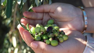 Adıyaman İl Tarım Müdürlüğü zeytin fidanı desteği başlattı