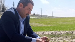 Akbulut: Cihanbeyli’de yağışlar verimi olumlu etkiledi