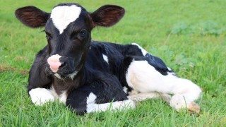 Ankara Büyükşehir’den buzağı yemi için %75 hibe desteği