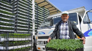 Ankara’da çiftçiye fide desteği sürüyor