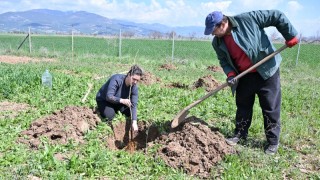 Antalya Büyükşehir Korkuteli’de dut fidanı dağıttı