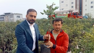 Antalya’da 5 bin keçiboynuzu fidanı üreticiye dağıtıldı