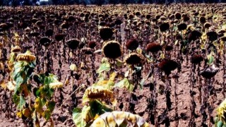 Arjantin ayçiçeği ihracatının %85’ini sezon bitmeden tamamladı