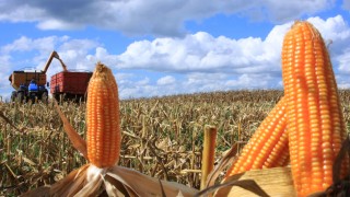 Arjantin: Mısır Fiyatı Nisan 2026’da Rekor Kırdı