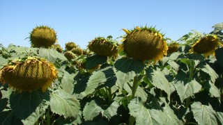 Arjantin'de ayçiçeği üretimi 6,5 milyon tonla rekor kırdı