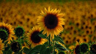 ASAP Agri: Türkiye Ayçiçeği Küspesinde Rusya’ya Yöneldi