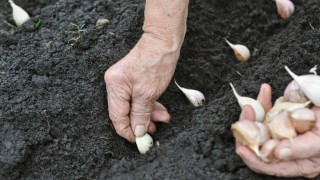 Asocamen: Arjantin’de Sarımsak Üretimi %30 Düşecek
