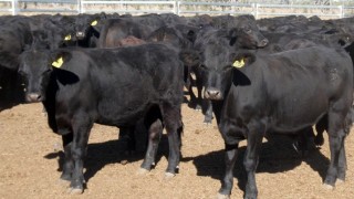 AuctionsPlus: Avustralya’da düve fiyatları geriledi