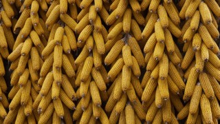 Avrupa’da mısır fiyatları maliyet artışıyla yükseldi