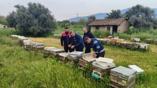 Aydın’da ana arı üretimi yapan işletmeler denetlendi