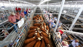 Besi Üreticisine Darbe: Avustralya'da Sığır Fiyatları Geriledi
