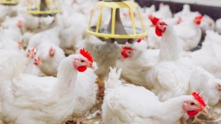 Beyaz yakayı bıraktı, hayallerinin patronu oldu: 900 bin TL hibe ile dev tesis kurdu!