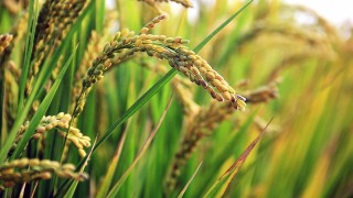 Biga'da Çeltik Üreticilerinden Tepki: Erken Karar Mağdur Etti