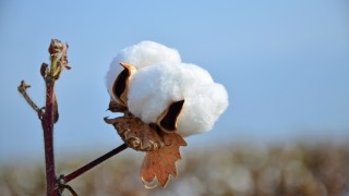 Bilim insanları pamukta üç yeni genom haritası oluşturdu