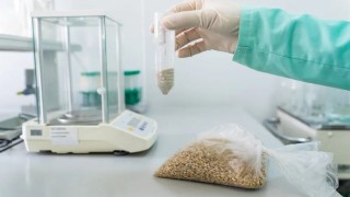 Bilim insanları soğuğa dayanıklı yeni makarnalık buğday geliştirdi