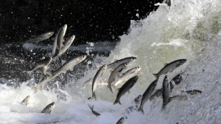 Bitlis İl Tarım Müdürlüğü İnci Kefali av yasağını duyurdu