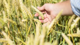 Bloomberg: Avustralya'da Buğday Ekimi Son 7 Yılın En Düşüğünde