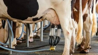 Brezilya Hükümeti Süt Sektörüne Yeni Destek Paketi Açıkladı