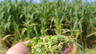 Bursa İl Tarım Müdürlüğü %75 Hibeli Tohum Desteği Verecek