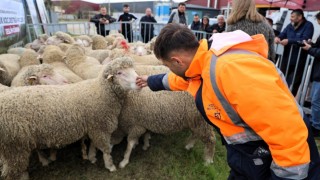 Büyükşehir’den Üreticilere Yüzde 50 Hibeli Koç Desteği