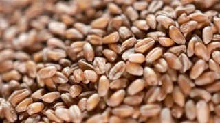 Cezayir Hububat Ofisi 50 bin ton buğday için ihale açtı