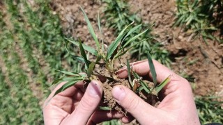 Çiftçiler dikkat: Konya'da buğday ve arpa için kritik uyarı