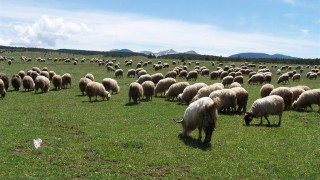 Çiftçiye 1,35 Milyar TL Tarımsal Destek Ödemesi Hesaplarda