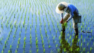 Çin gübre ihracatına sınırlama getirdi