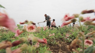 Çin’de tarım kanunu değişikliği Meclis gündeminde