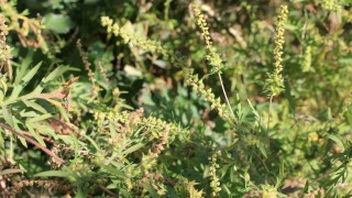 Cornell Üniversitesi gen sürücüsü araştırmasını açıkladı