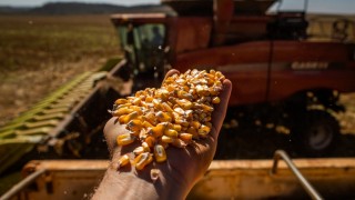 Cumhurbaşkanı Kararı İle Mısır İthalatına 3 Milyon Tonluk Kontenjan Açıldı