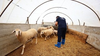 Denizli Büyükşehir Damızlık Hayvan Desteğini Sürdürüyor