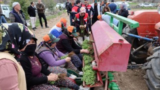 Dinar’da Kekik Yetiştiriciliği Projesi İçin Tarla Günü Düzenlendi