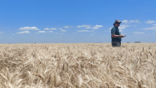 Doğru Besleme Buğday Verimini 100 Dolar Artırıyor