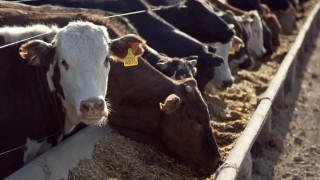 Doğu Anadolu’da hayvancılık yatırımlarına kapsamlı destek paketi