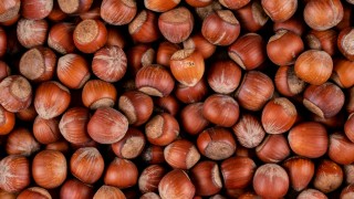 Düzce'de Fındık Fiyatlarında Belirsizlik