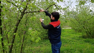 Düzce’de Fındıkta Kokarcaya Karşı Tuzak Kuruldu