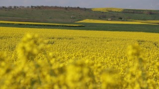 Edirne’de Kanola Verimi 341 Kilograma Yükseldi