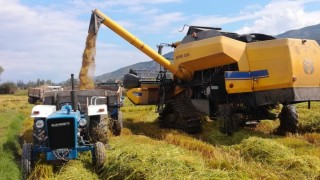 Ediz Ün: Pirinç Üretimi Durağan, İthalat 5 Kat Arttı