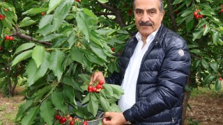 Ege İhracatçı Birlikleri kiraz ihracatında 200 milyon dolar hedefledi
