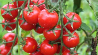 Ege YMSİB: Yaş Meyve Sebze İhracatı Yüzde 30 Arttı