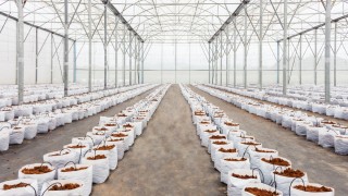 Ekomaxi: Seralarda Yağmur Hasadı Su Tasarrufu Sağlıyor