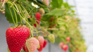 Elara Tarım sürdürülebilir üretim modelini genişletiyor