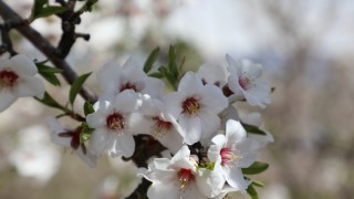 Elazığ’da Badem Çiçeklenmesi Sahada İncelendi