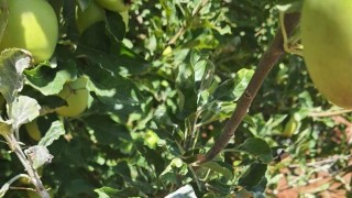 Elma Üreticilerine Külleme Hastalığı İçin Kritik Uyarı