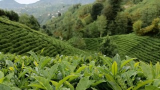 Erdoğan: Yaş Çay Fiyatı 34-35 TL Olmalı